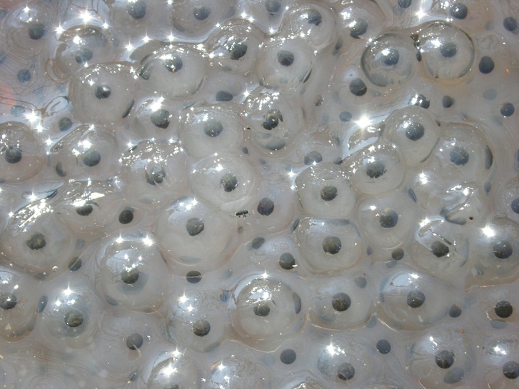 Ovature di rana temporaria